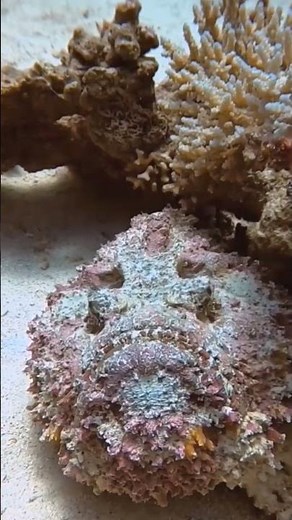 You'll never see that fish 😳 (very dangerous)