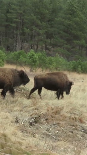 Bison Walking Along