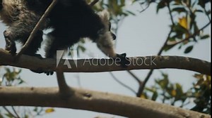 Crawling Black-and-white Ruffed Lemur On Tree Branches At Forest In The Island Of Madagascar. Tracking Shot