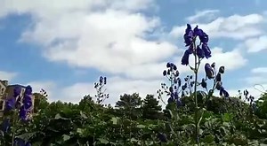 18 reactions | Plant of the day Aconitum napellus Aka aconite, monks hood | Hestercombe Gardens | Facebook