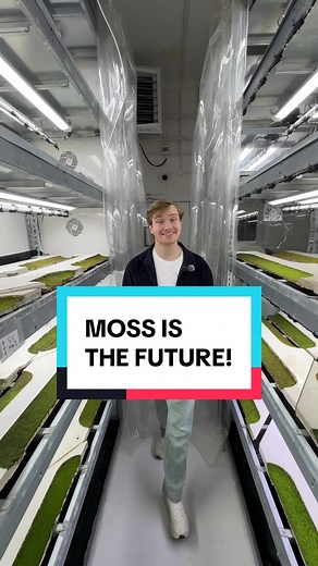 Moss Panels: Innovative Green Building Solution