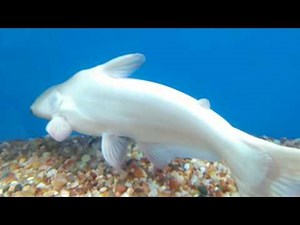 Albino Tiger shark length, size, movements