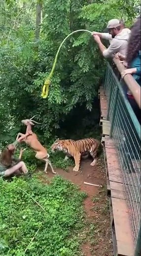 Tiger vs. Deer Rescue Drama! Zookeeper Heroics 🐅🦌 #WildlifeRescue #Bravery