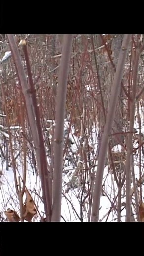 Hal Blood shoots a buck in Maine during muzzleloader season