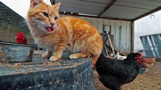 The cat that thinks he’s a chicken