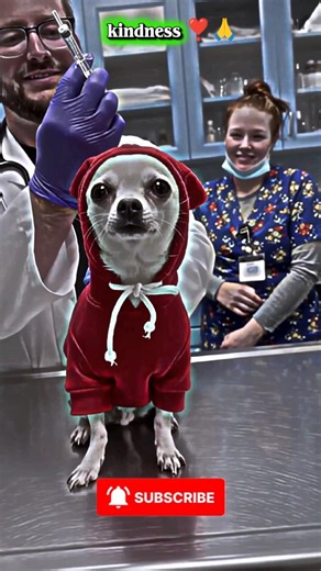 Emotional Shelter Dog Adoption Moments 🐶❤️