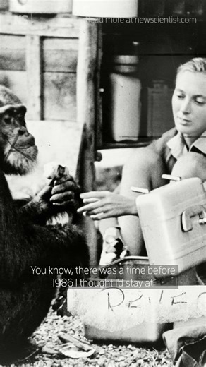 Dr Jane Goodall: 'Together we can save the world' Acclaimed conservationist and chimpanzee expert Dr Jane Goodall DBE has died, leaving behind a legacy of empathy for primates and the natural world. Goodall began studying chimpanzees at Gombe Stream National Park in Tanzania in 1960. She made monumental strides in understanding their behaviours and group dynamics. Over the following 65 years, she became not just an expert but an outspoken advocate, teaching the world about the similarities betwe