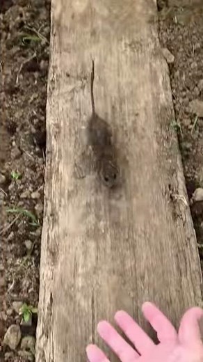 クマネズミの紹介 ～ネズミを呼び寄せる～