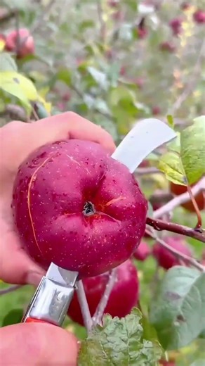 harvesting fresh juicy red apples from organic garden tree using sharp metal knife for evaluation