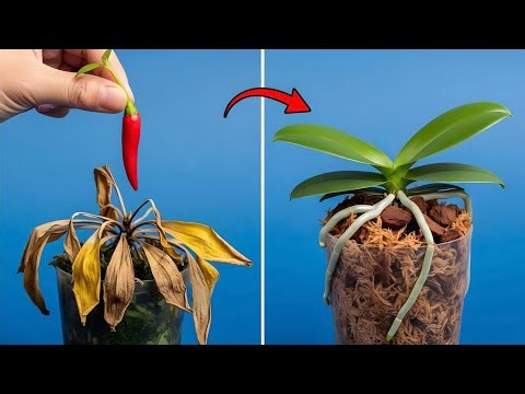 How to Revive Any Dying orchids With This Simple Method (Result at the End!)
