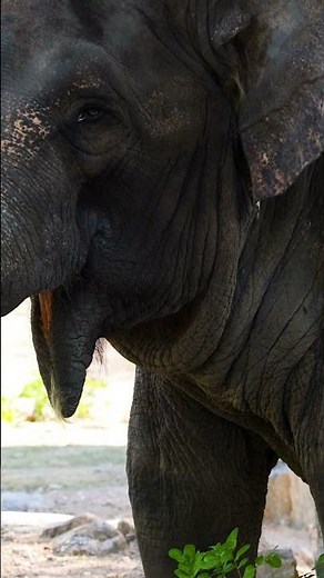 How Elephants Experience Grief: Emotional Intelligence of the Wild | Art of Life Insurance