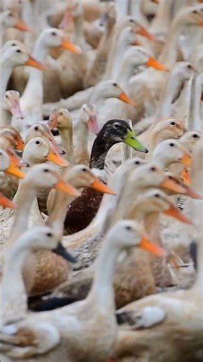 Escape to Peaceful Farm Life 🐄 Cutest Animals and sounds for kids learning: Horse, Goose, Cow,....