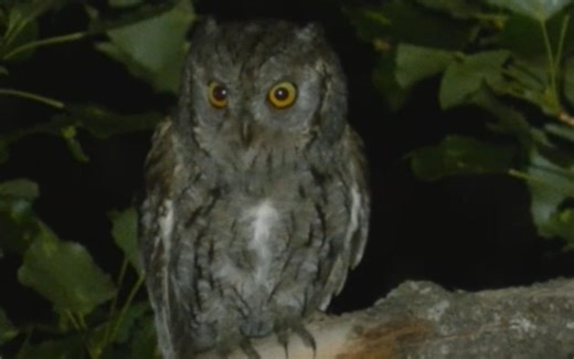 西红角鸮：就浅叫几声吧 Otus scops