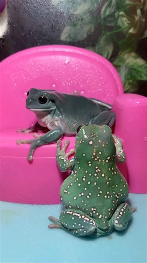 The girls are always staring at each other. • #frog #froggo #treefrog #frogs #froggy#fantasticfroggos | Fantastic Froggos