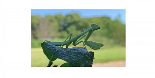 Predator Profile: Praying Mantis - Dyck Arboretum
