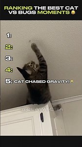 Ranking The Best Cat Vs Bugs Moments 😂