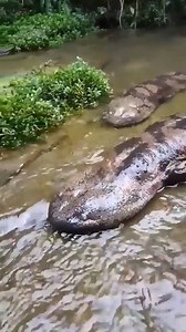 Japanese Giant Salamander 🦎 Japanese giant salamanders are the second largest salamanders in the world; they can reach more than four feet long and weigh up to 88 pounds. Their skin is a mixture of gray, black and white, and is heavily wrinkled. This species has an elongated body, a long broad tail and two pairs of legs that are similar in size. Their eyes are small and positioned on top of their broad, flat heads. Credits from @Hygger Aquarium #Wildlife #salamander #amazing #japan #wildlifepho