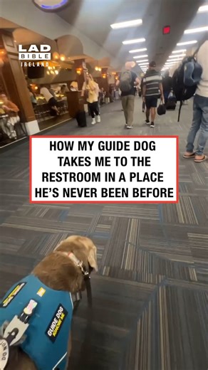1.7M views · 24K reactions | Guide dogs are amazing 殺 | LADbible Ireland | Facebook