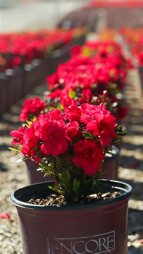 Sometimes, a little movement makes all the difference! ❤️ @horttube's Autumn Bonfire is budded up & ready to BLOOM this fall, thanks to a little relocation. Do you have an Encore that's blooming a little lackluster? Try moving it to a sunnier, spacier location! 📍 | Encore Azalea