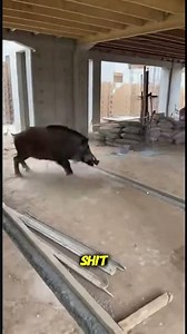 Wild Animal Storms Construction Site as Workers Run in Panic