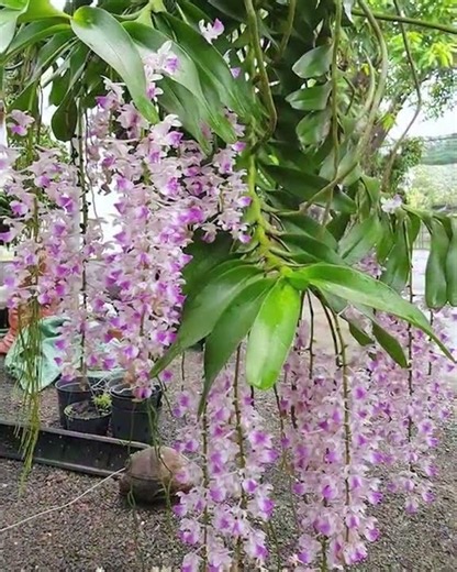 Ghép lan lên cây cần lưu ý điều gì? Phần 1 #melantv #orchid #caycanh #gheplan #hoalan