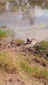 56K views · 575 reactions | No need for swim lessons for Skellum - turns out he’s a natural in the water! 錄 #wildislife_zen #onebyone | Wild is Life Trust and ZEN | Facebook