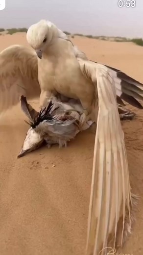 Off white saker falcon hunting a big bustard 😳#falconery #Amazing | Pakistani falcons