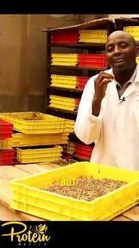 The secret method used to prevent #blacksoldierflylarvae from self harvesting