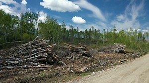 CBS Mornings:Procter & Gamble heirs speaking out about climate change and the company's role