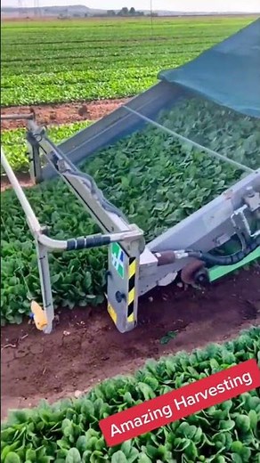 Amazing harvest machine (SPINACH, LEAFY GREEN)