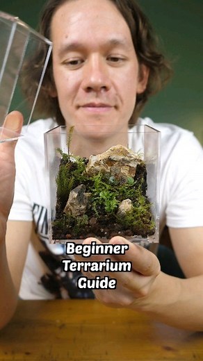 Ben Newell | Here's a super easy guide to making a terrarium! A perfect gift for Christmas 🎄🎁 Plants used: Saxifrage stolonifera Vesicularia montagnei... | Instagram