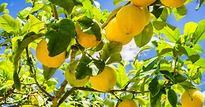 Tailler un citronnier : les bons gestes à connaître