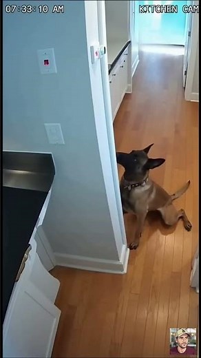 CCTV: Service Malinois Predicts Seizure & Calls for Help! 🐕📹🧃🆘🏥 | Hero Dog #shorts