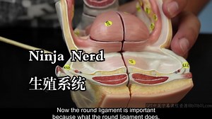 Ninja Nerd《生殖系统专题|Reproductive》中英字幕（deepseek-R1