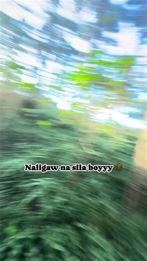 Navigating the Woods: A Story of Lost Friends