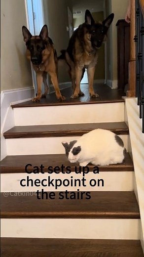 Cat set up a checkpoint and the dogs are too scared to pass!#CatCheckpoint #DogsScaredOfCats