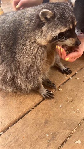Дом Енота ®️ on Instagram: "Как аппетитно Фрося хрустит вкусняшками ☺️ она обожает кушать, когда её гладят. 2 удовольствия в 1 Приезжайте к нам на экскурсию, чтобы с ней познакомиться ❤️ мы работаем и в праздники #raccoon #enot #domenota #mapache #procione #ratonlaveur #animal #animals #funnyanimals #funnyanimal #weeklyfluff #dailyfluff #tvättbjörn #狸 #waschbär #pesukaru #너구리 #ラクーン #สัตว์คล้ายหมีเล็ก #lol #enjoylife #доменота #quarintine #quarantinelife #доменота #domenota"
