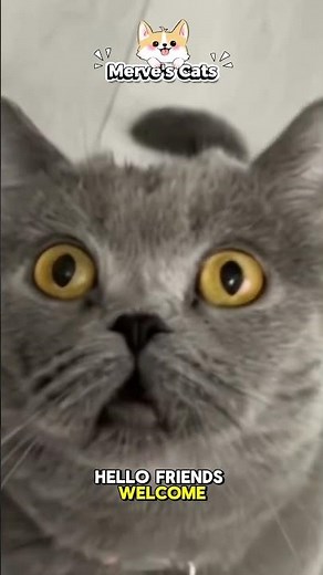 BLEH !!! #cat #mervescats #memes