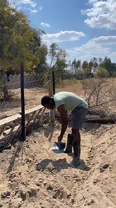 🌱 Trench Composting for Soil Fertility Enhancement We are implementing a trench composting technique in our garden to improve soil fertility. The process involves: Excavating trenches to serve as in-ground composting beds. Layering maize stalks at the base to provide structural organic matter and aid aeration. Applying black soil over the stalks to introduce mineral-rich content. Incorporating cow manure, a nitrogen-rich organic amendment, to stimulate microbial activity. Mixing chicken manure 