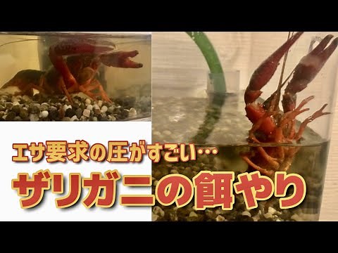 【ザリガニ飼育】エサ要求への圧がすごい…ザリガニ餌やり