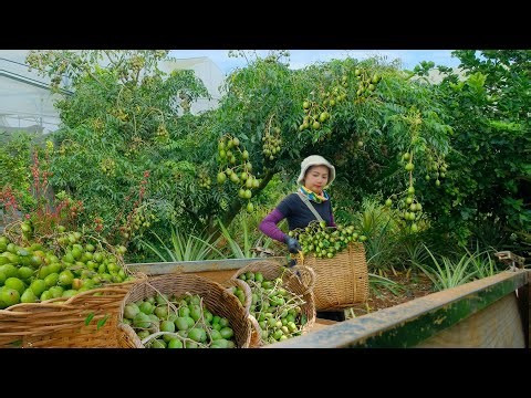 Harvest a Tricycle Load of Hog Plum to Sell at the Market, Plant Bitter Melon and Winged Bean