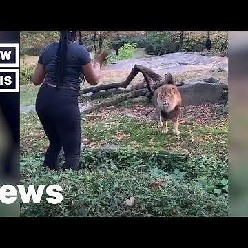 Woman Climbs Into Lion's Den at the Bronx Zoo | NowThis