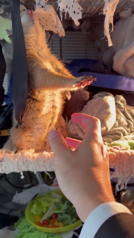 Pop Goes the Poppy: Prairie Dog Antics Unleashed