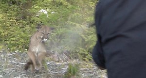Jim Shockey’s First-Person Account of Being Attacked By a Cougar