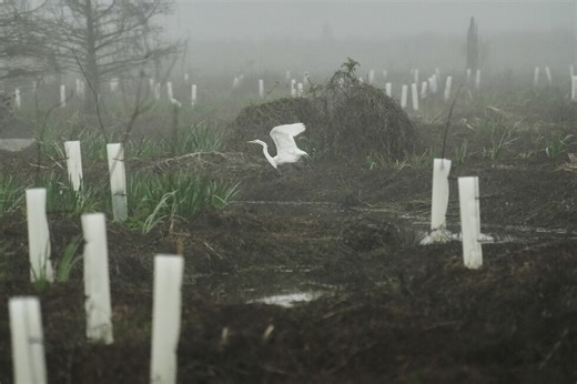 What can toughen Louisiana coast against worsening storms? 4 years and 30,000 trees