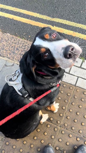 Ida’s training went well, lots of improvement. Just need to put that time and love into them ❤️ #puppylove #dogtraining #dog #dogsoftiktokviral🐶🦮 #mountaindog