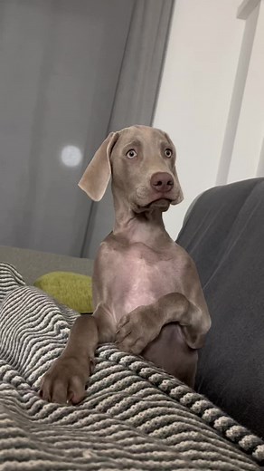 Descubre el Adorable Mundo de los Weimaraners