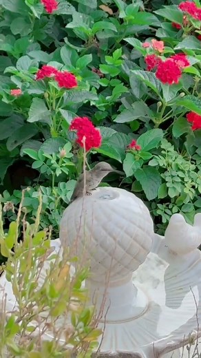 3.7K views · 190 reactions | HUMMINGBIRD VIDEO OF THE DAY! So blessed in Cali ~ have my babies all year around  By Susan Terry August 16, 2025 冀VIEW FOUNTAIN BUBBLER 冀 AMAZON: https://amzn.to/4mBrOsx _______________________________________________ Affiliate link. Amazon Associate I earn from qualifying purchases | Hummingbird-News | Facebook