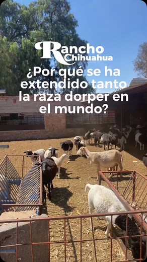 ¡Los #Dorper conquistando el mundo! 🐑 Su adaptación, alta productividad y carne de calidad los han convertido en una de las razas ovinas más demandadas 😎 #fyp #sheep #atitalaquia #fyppppppppppppppppppppppp #carne #barbacoa | Rancho Chihuahua