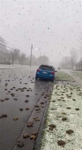 It's Raining Cats: Funny Cat Moments